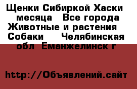Щенки Сибиркой Хаски 2 месяца - Все города Животные и растения » Собаки   . Челябинская обл.,Еманжелинск г.